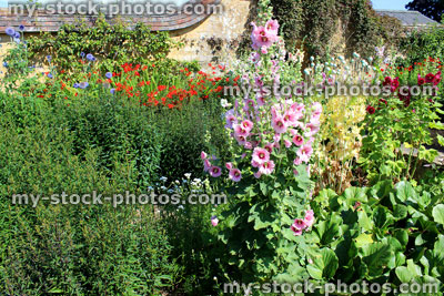 Stock image of cottage garden flower border with herbaceous plants, hollyhocks, michaelmas daisy, crocosmia