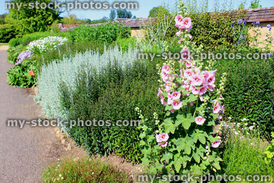 Stock image of cottage garden flower border with herbaceous plants, hollyhocks, lavender, veronica