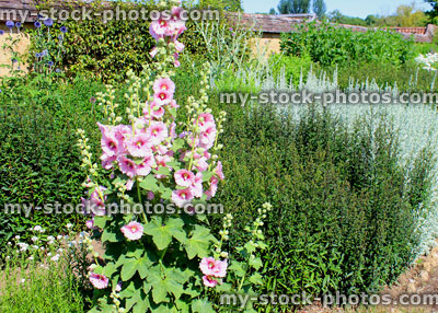 Stock image of cottage garden flower border with herbaceous plants, hollyhocks, michaelmas daisy
