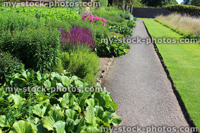 Stock image of cottage garden flower border with herbaceous plants, veronica, lavender, michaelmas daisy