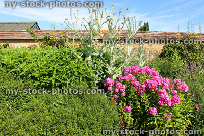 Stock image of cottage garden flower border with herbaceous plants, hollyhocks, phlox, globe artichoke