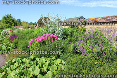 Stock image of cottage garden flower border with herbaceous plants, hollyhocks, daisies, globe artichoke
