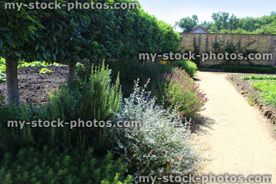 Stock image of standard Portuguese laurel trees, laurel hedge, Portugal laurel (Prunus lusitanica)
