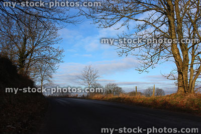 Stock image of country lane in winter, with deciduous ash trees