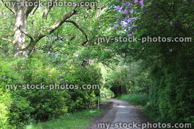 Stock image of countryside lane, lined with dense trees, hedges, rhododendrons