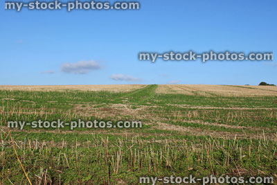Stock image of field with green grass and blue sky / hay field, farm