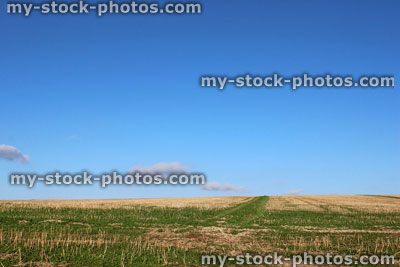 Stock image of field with green grass and blue sky / hay field, farm