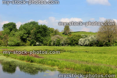 Stock image of pond in English countryside by green wildflower field