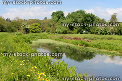 Stock image of pond in English countryside by green wildflower meadow