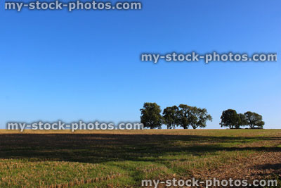 Stock image of row of English oak trees in farm field, countryside landscape