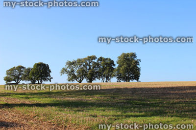 Stock image of row of English oak trees in farm field, countryside landscape