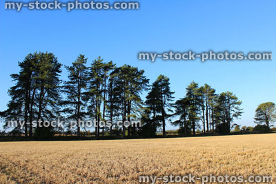 Stock image of row of Scots pine trees in farm field, countryside landscape