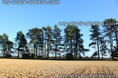 Stock image of row of Scots pine trees in farm field, countryside landscape
