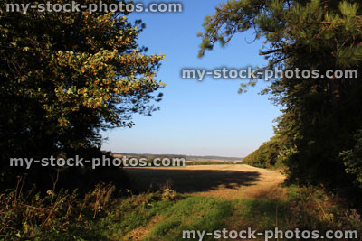Stock image of gateway leading into farm field, countryside landscape, hedgerow