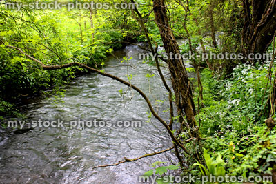 Stock image of countryside river in woodland surrounded by trees, wildflowers