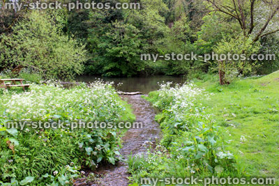 Stock image of stream in countryside leading to river, surrounded by wild flowers