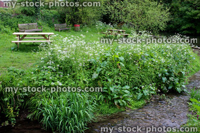Stock image of stream in countryside leading to river, surrounded by wild flowers