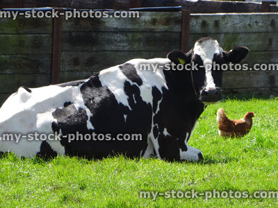 Stock image of farmyard scene, Friesian Holstein cow lying down with chicken