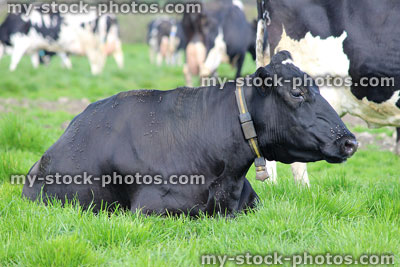 Stock image of black cow lying down in field, covered in flies