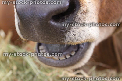 Stock image of Jersey cow nose and mouth, dairy cattle, smiling, laughing cow