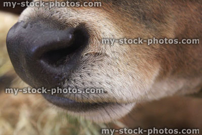 Stock image of Jersey cow nose and mouth, dairy cattle (close up)