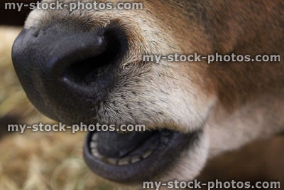 Stock image of Jersey cow nose and mouth, dairy cattle, smiling, laughing cow