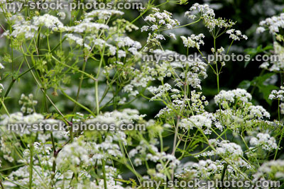 Stock image of white flowers on cow parsley plant (wild chervil Anthriscus sylvestris)