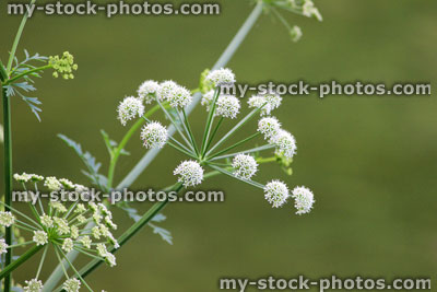 Stock image of white flowers on cow parsley plant (wild chervil Anthriscus sylvestris)
