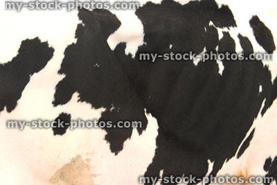 Stock image of Friesian cow skin pattern / black and white cow hide markings