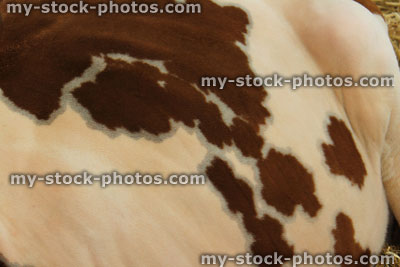 Stock image of Ayrshire cow skin pattern / black and white cow hide markings
