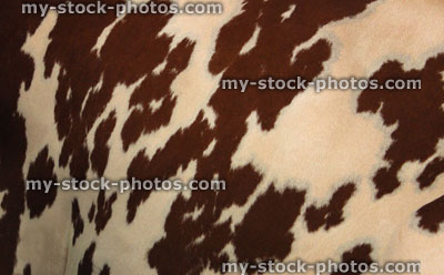 Stock image of Friesian cow skin pattern / black and white cow hide markings