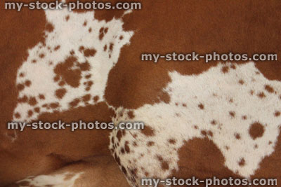 Stock image of Ayrshire cow skin pattern / black and white cow hide markings