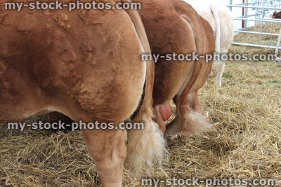 Stock image of bushy brown tails on row of Jersey cows / dairy cattle