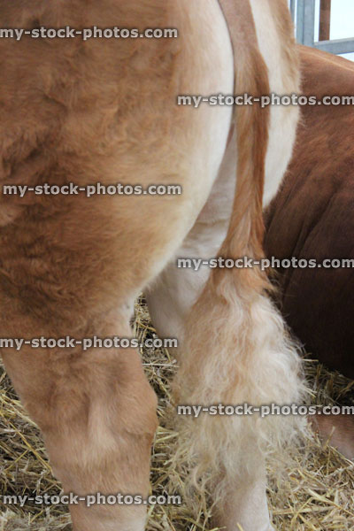 Stock image of bushy brown tails on row of Jersey cows / dairy cattle