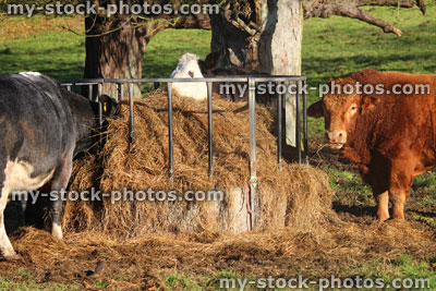 Stock image of orange cow, South Devon bull, Black Hereford cattle grazing
