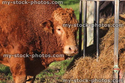 Stock image of orange cow / South Devon bull, cattle eating hay, farm field
