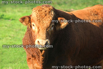 Stock image of orange cow / South Devon bull, cattle in farm field