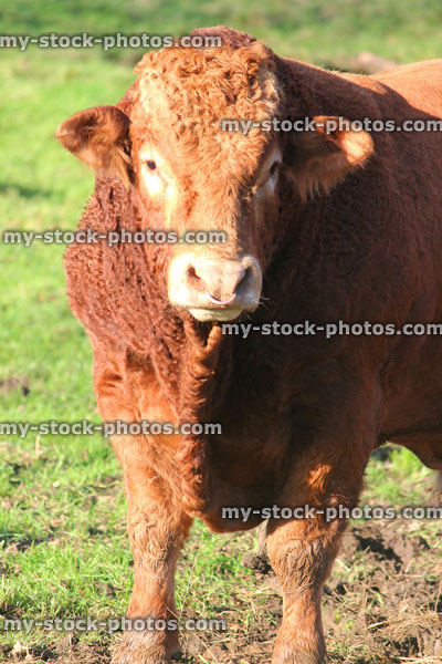 Stock image of orange cow / South Devon bull, cattle in farm field