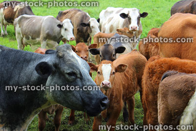 Stock image of mixed cows and young calves grazing in field of grass
