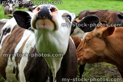Stock image of brown and white Ayrshire cow with Guernsey cows