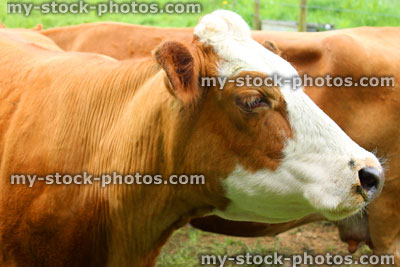 Stock image of friendly fawn and white Guernsey cows in field at farm