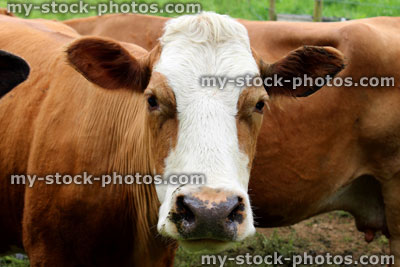Stock image of friendly brown and white Guernsey cows in field at farm