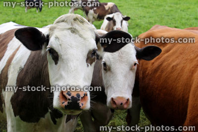 Stock image of brown and white Ayrshire cows with Guernsey cow