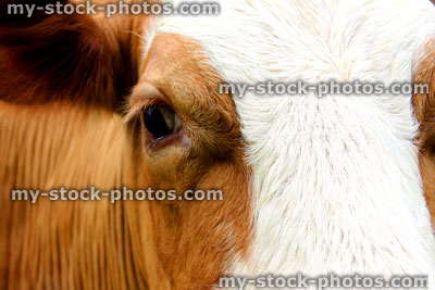 Stock image of Guernsey cow head, fawn and white, eye (close up)