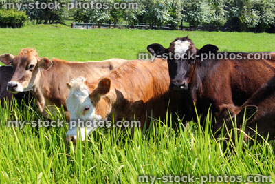 Stock image of young Angus, Friesian, Guernsey and Jersey cows / calves, lush field