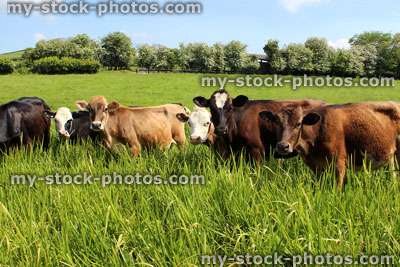 Stock image of young Angus, Friesian, Guernsey and Jersey cows / calves, lush field