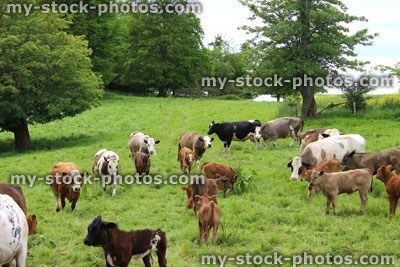 Stock image of mixed cows and young calves grazing in green farm field