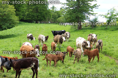 Stock image of mixed cows and young calves grazing in green farm field