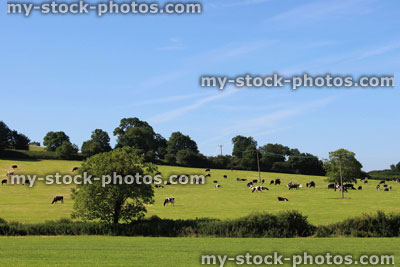 Stock image of black and white Holstein Friesian cows, dairy farm, green field
