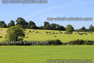 Stock image of black and white Holstein Friesian cows, dairy farm, green field